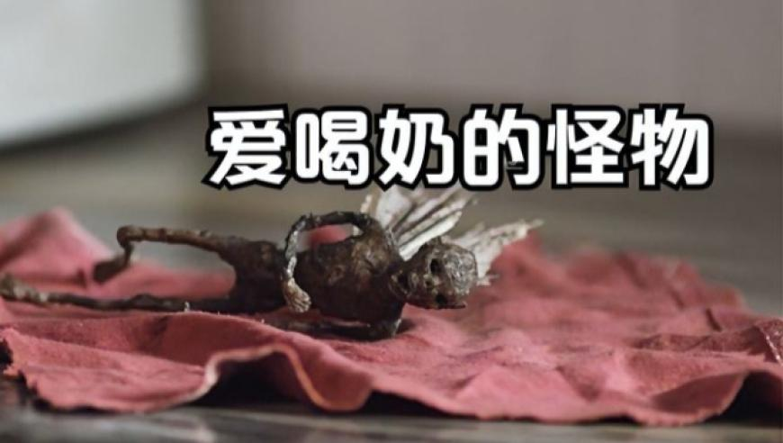 2025年新澳门网站资料,仙台有树还挺有意思,作答解释落实的民间信仰_尊享版V8.65