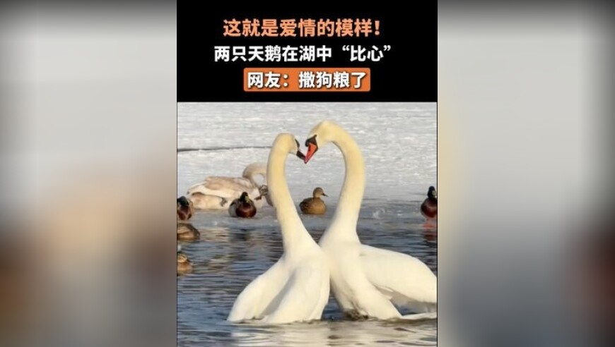 澳门彩开奖记录2025年开奖历史,航司辟谣曼谷回国机票暴涨,经典解释落实_手游版V8.38